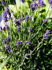 Lavandula angustifolia - lavender blooming in the garden 