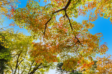 Fototapeta premium The maple and autumn leaves.The shooting location is Arisugawa Park in Minami Azabu, Minato-ku, Tokyo, Japan.