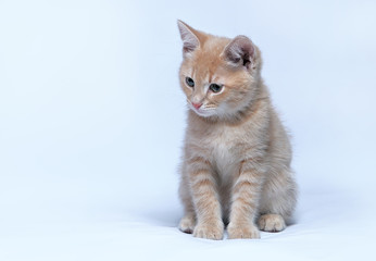 Fototapeta na wymiar Little ginger kitten sits on a gray background
