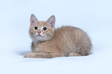 Fototapeta na wymiar Little ginger kitten on a gray background