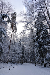 The road in the winter forest