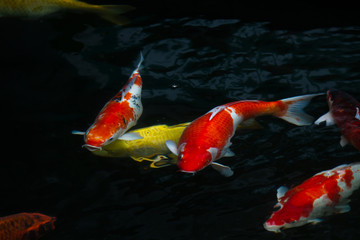 Japan fish call Carp or Koi fish colorful swimming in the pond