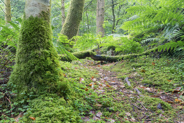 Naklejka premium Wet tree trunk and green moss in forest close-up