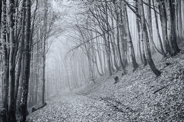 Misty autumn beech forest in the Carpathians. Black and white version.