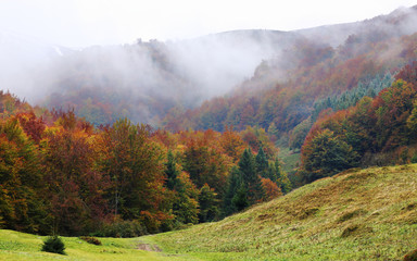 Autumn beech forest on the slopes of the Carpathians in a golden autumn.