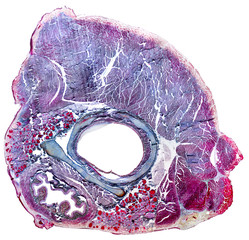microscopic neck organs