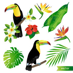 Set of tropical flowers, leaves and birds. Toucan. Vector.  © Angelina Bambina