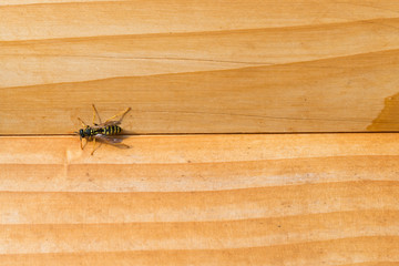 Bee on a wooden wall