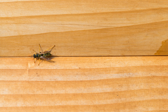 Bee on a wooden wall