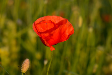 Mohnblume am blühen auf dem Fels