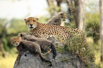 The cheetah (Acinonyx jubatus), also known as the hunting leopard,mother with cubs on the termite hill