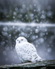 Schneeeule am See