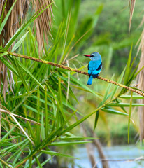 Woodland Kingfisher