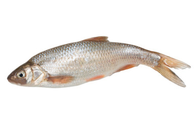 Obraz premium small fish on a white background