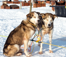 husky dogs in Norway ,Tromso