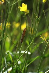 Fotografie di fauna nell'isola della Sardegna, scatti di insetti e farfalle sotto un caldo sole
