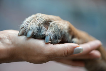 Dog is giving paw to the woman. Dog's paw in human's hand. Friendship with pet. Dog is a best friend. Close up. - obrazy, fototapety, plakaty