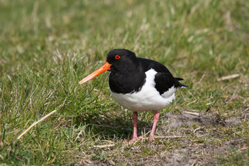 Austernfischer auf Grasnarbe eines Deiches auf der Nordseeinsel Pellworm