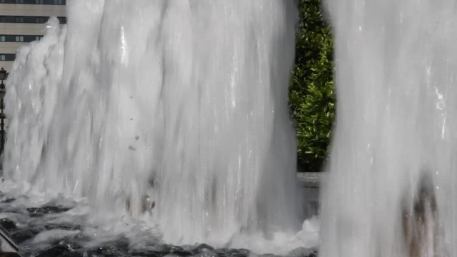 Planta de Gayuba Uva Ursi con los Frutos  de Color Rojo 