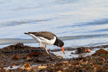 Austernfischer sucht am Ufer der Nordsee nach Nahrung