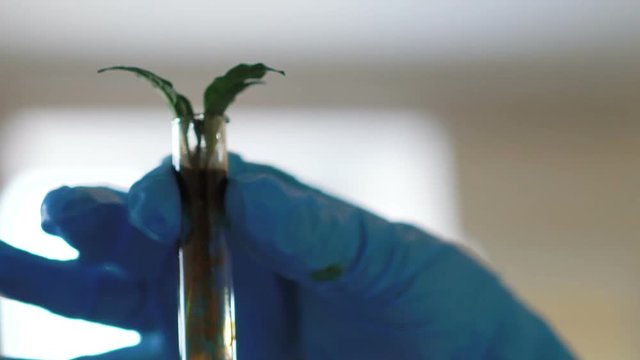 Clous-up female scientist analyzing plant in test tube