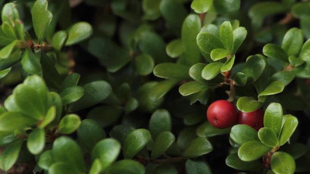 Planta de Gayuba Uva Ursi con los Frutos  de Color Rojo 
