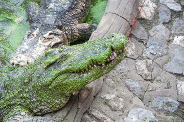 Big Brown and Yellow Amphibian Prehistoric Crocodile
