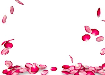 Rose petals fall to the floor