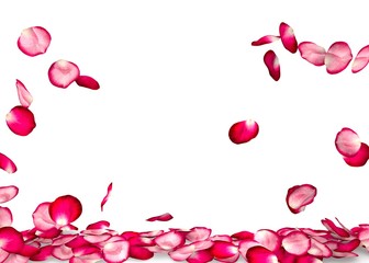 Rose petals fall to the floor