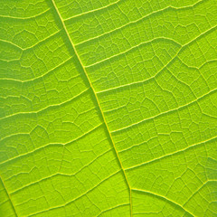 Fototapeta na wymiar Close up of green leaf texture