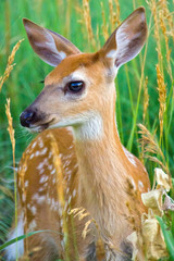 Summer Fawn in grass