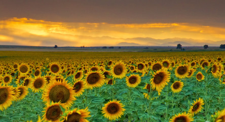 Fototapeta premium Sunbeams and Sunflowers