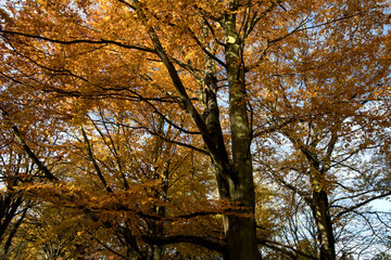 Fototapeta premium Autumn colors in the sky