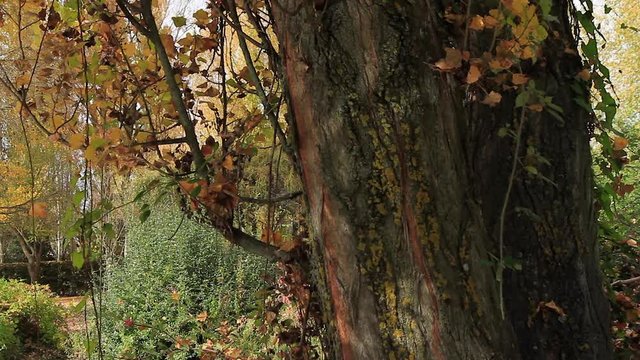 Reflejos fluctuantes de luz del agua en el tronco de un arbol. Parque en en oto&ntilde;o con hojas cayendo al suelo