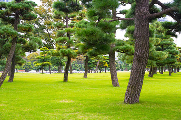 Pine tree in grass lawn park