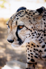 Portrait eines Geparden, Namibia