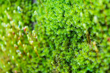 Small moss flower in green texture