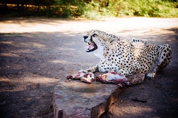 Fütterung eines Geparden, Namibia © Michael