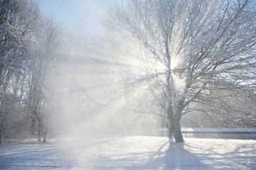 Obraz na płótnie Canvas Sun flare through a snowy tree