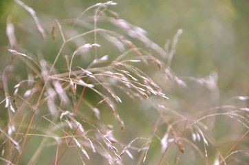 Natural Abstract Grass Background