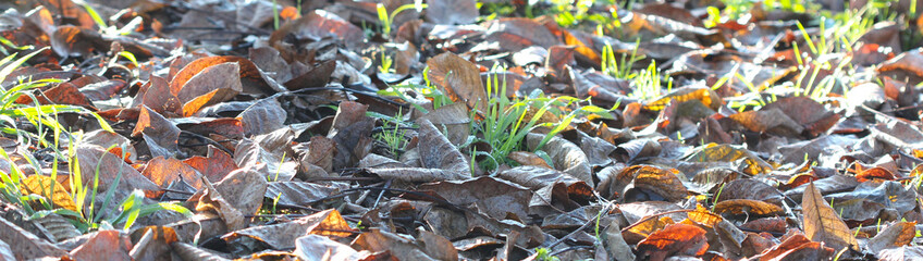 november morning frost on a plants