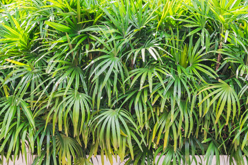 Naklejka na ściany i meble Palm leaves texture