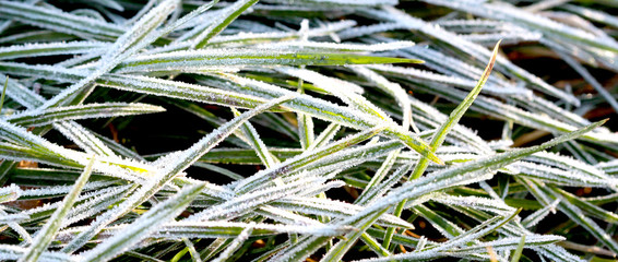 Naklejka na ściany i meble november morning frost on a plants