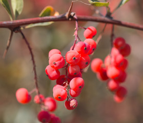 red berries of barberry on the branch