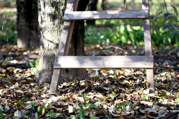 Ladder in Orchard in autumn