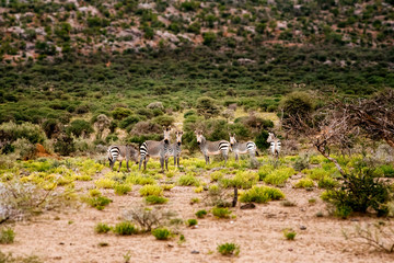 Zebras am Mount Etjo, Namibia