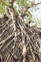 roots of trees on the walls of the ruined fort