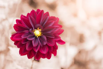 Fototapeten hybrid red Dahlia flower, selective focus © kwanchaichaiudom
