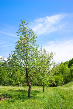 young apple tree does not bloom in the garden