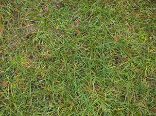 秋の草原のクローズアップ